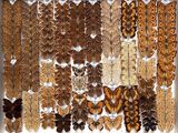many different types of moths displayed in a white box