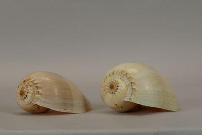 two shells that are sitting on a table