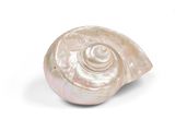 une image représentant un coquillage blanc orné d'un motif en spirale