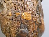 a close up of a piece of wood with a tag on it