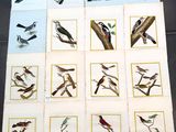 Plusieurs oiseaux sont perchés les uns à côté des autres sur les branches d'un arbre.