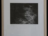 a black and white photo of a river in the woods