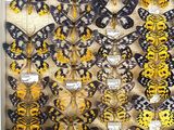 a close up of a display of butterflies in a glass case