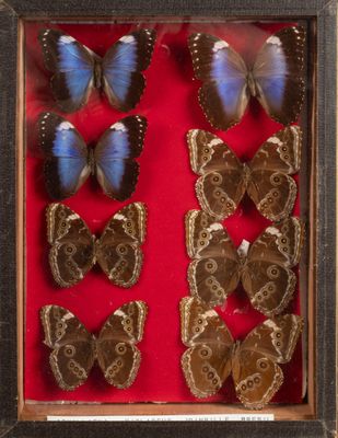 several butterflies in a display case with red background