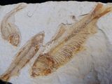 fossil of a fish and a fish skeleton on a piece of paper