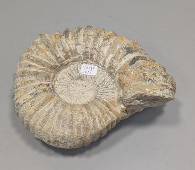 an image of a fossilized shell with a tag on it ' s side