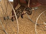 a horse and buggy sitting on the floor in the living room