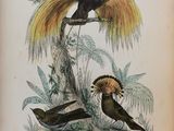 deux oiseaux assis sur une branche d'arbre