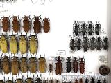 a lot of bugs that are on display in a glass case