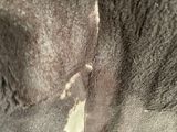 a close up of a cat with a patch of hair on it ' s back