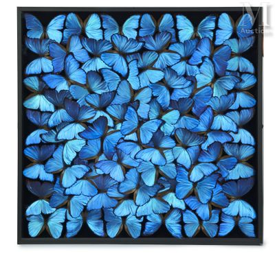 blue butterflies in a black frame on a white background