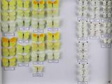 de nombreux types de papillons différents présentés dans une vitrine