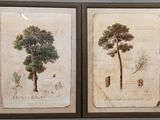 deux photos encadrées représentant un arbre et un pin accrochées au mur