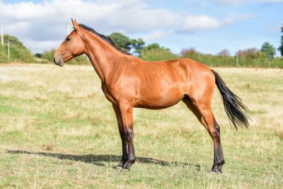 a horse that is standing in the grass in the field