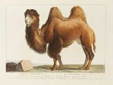 a picture of a camel that is standing in the grass