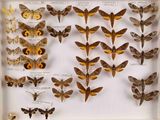 de nombreux papillons de nuit exposés dans un cadre blanc