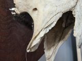 a close up of a bird ' s head with a tooth