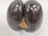 a large eggplant that has been cut in half and is sitting on a stick