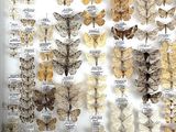 many different types of moths displayed in a glass case