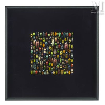 a black framed picture of a group of beetles on a black background