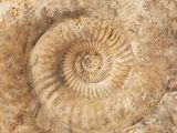 an image of a close up of a fossil like object on a rock