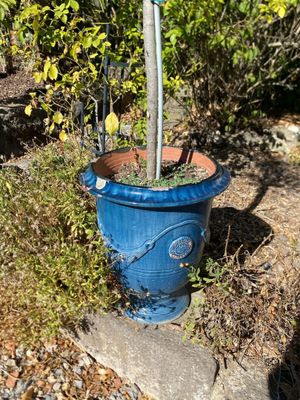 a blue potted planter with a tree in it