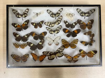 a lot of butterflies that are in a shadow box