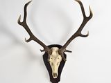 an image of a deer skull mounted on a wall