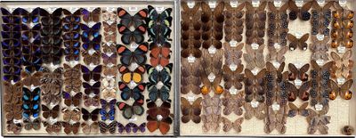 many different types of butterflies in a display case