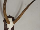 une tête d'antilope empaillée accrochée au mur, avec de longues cornes