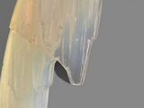 a glass sculpture of a horse on display on the wall
