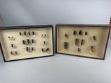 two framed insect specimens in a display case on a white surface