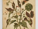 an old picture of a plant with leaves and berries on it
