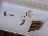 someone is holding a white box with a piece of food inside of it