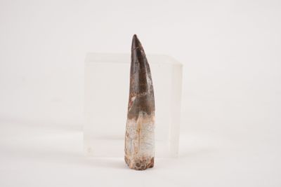 an image of a tooth that is in the snow