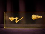 a close up of a glass box with a skeleton in it