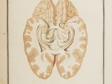 une illustration représentant un dessin du cerveau humain, avec un cœur au milieu de celui-ci