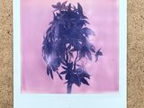 a polaroid picture of a plant on a cork board