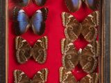 several butterflies in a display case with red background