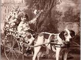 une photo d'un chien tirant une calèche dans laquelle se trouve une petite fille