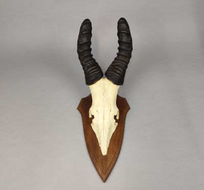 un crâne d'antilope fixé sur une plaque en bois accrochée au mur