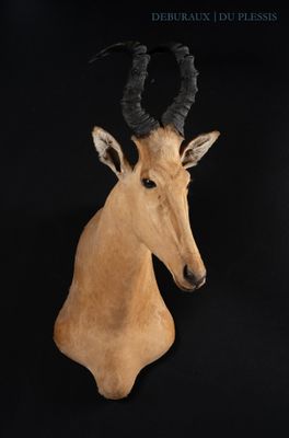 the head of a gazelle with large horns on a black background