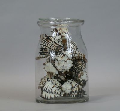 a glass jar with shells in it on a table