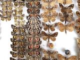 many different types of moths displayed on a white surface