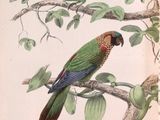 deux perroquets perchés sur une branche d'arbre