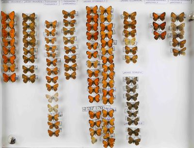 de nombreux papillons exposés dans une vitrine