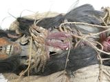 une photo en gros plan d'un animal mort