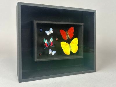 Double cadre ENTOMOLOGIQUE dont : "Jaune" Phoebis philea (Me…