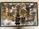 a lot of butterflies that are in a glass case