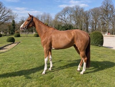 a horse that is standing in the grass in the yard